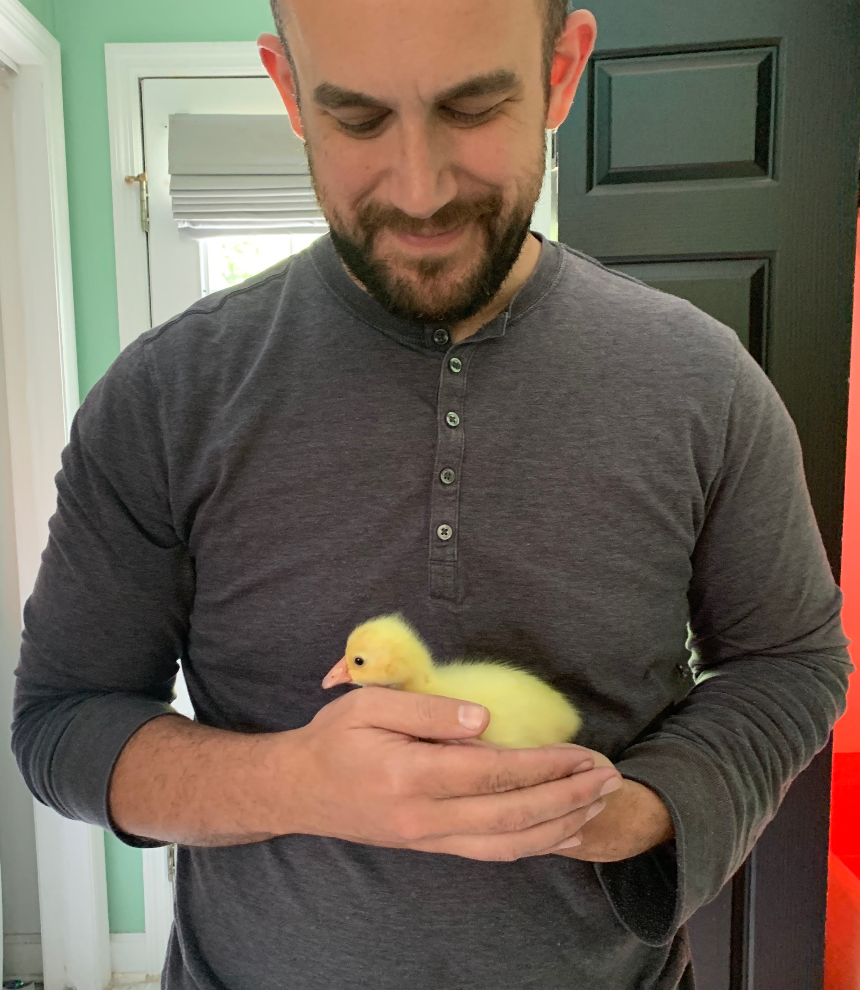 gosling